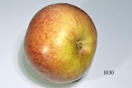 Apfel Cox orange 